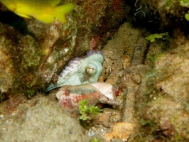 089 Reef Octopus IMG 5457